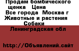 Продам бомбического щенка › Цена ­ 30 000 - Все города, Москва г. Животные и растения » Собаки   . Ленинградская обл.